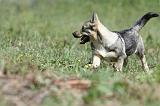 VASGOTASPETS 024